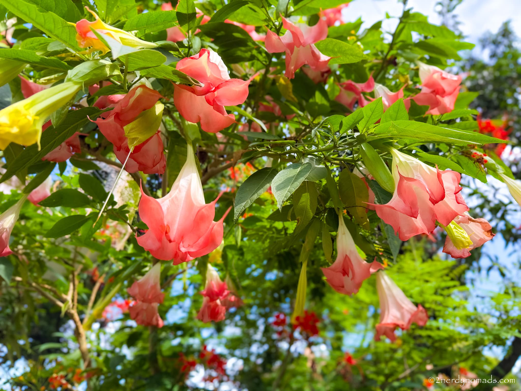 Flora in Kotabagh