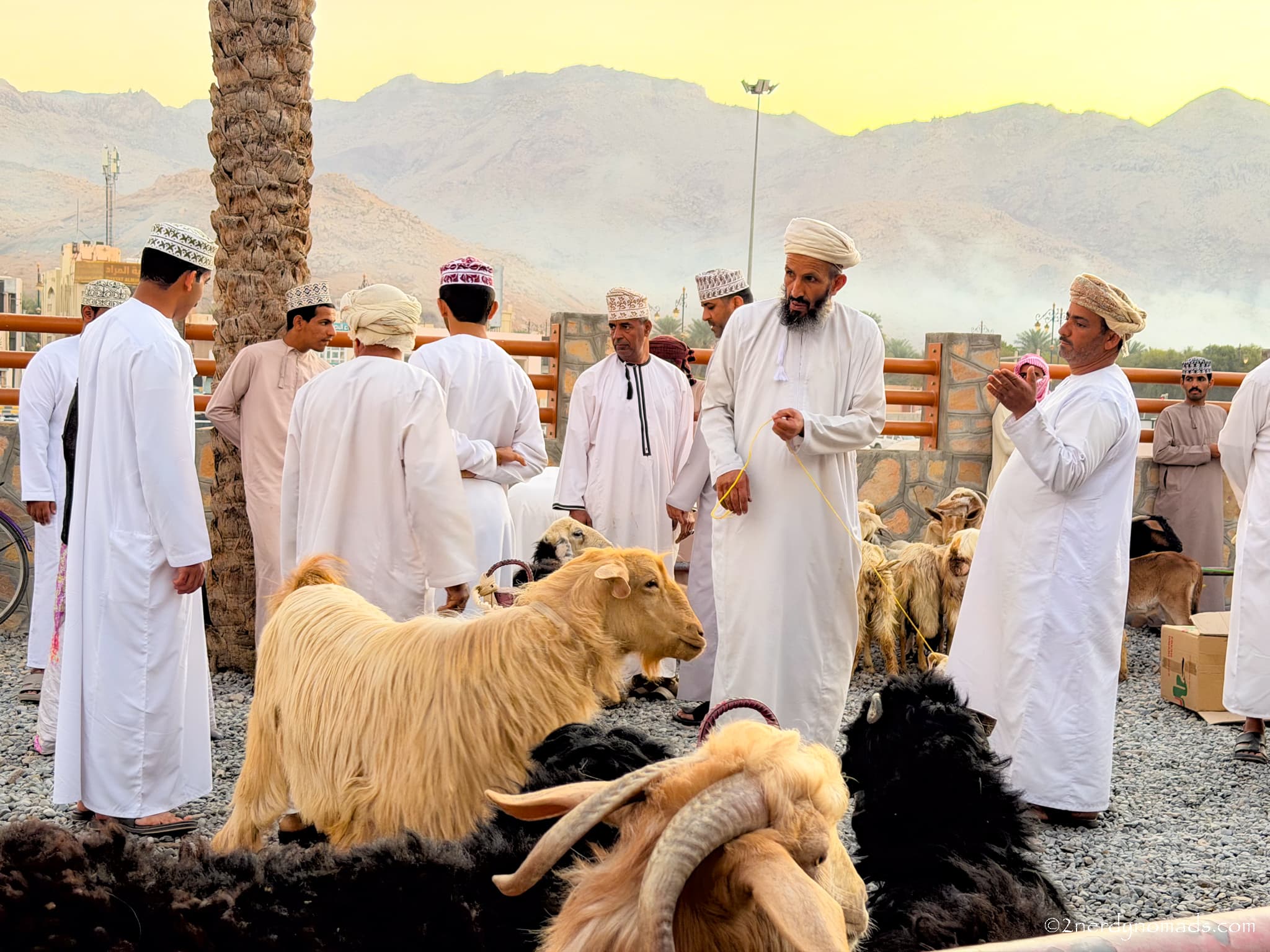 Locals buying and selling livestock at the traditional Friday livestock market in Nizwa Souq, Oman
